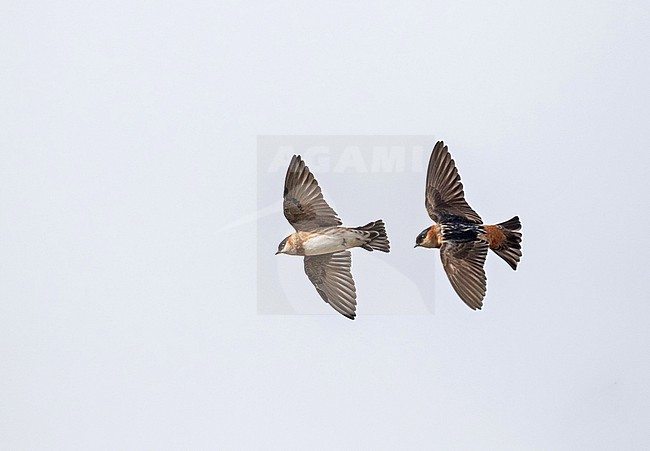 Flying Chestnut-collared Swallow, Petrochelidon rufocollaris, in northern Peru. stock-image by Agami/Pete Morris,