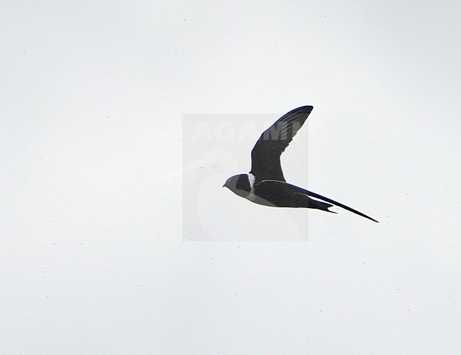 White-collared Swift (Streptoprocne zonaris) in Northern Peru. Swift in flight. stock-image by Agami/Dani Lopez-Velasco,