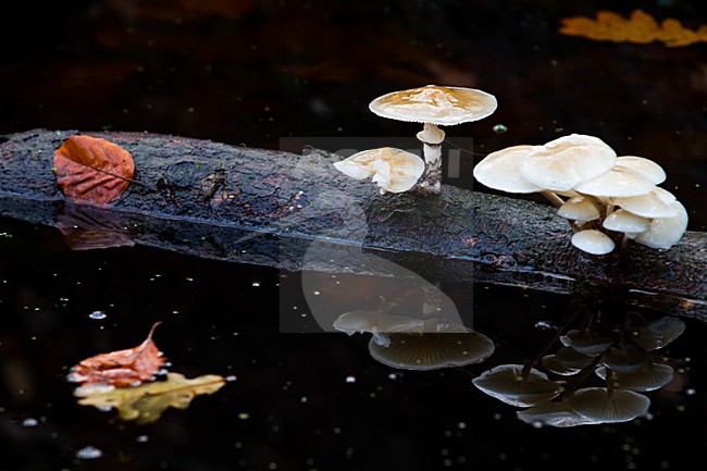 Porseleinzwam, Porcelain fungus, Oudemansiella mucida stock-image by Agami/Menno van Duijn,