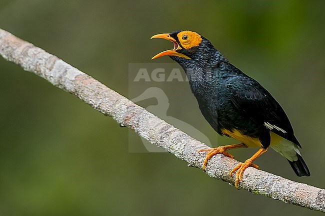 Yellow-faced Myna (Mino dumontii) Perched on a branch in Papua New Guinea stock-image by Agami/Dubi Shapiro,