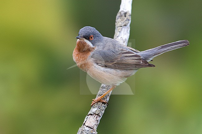 Adult male Eastern Subalpine Warbler (Curruca cantillans cantillans) in Italy. stock-image by Agami/Daniele Occhiato,