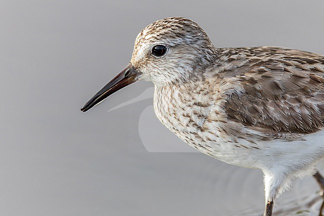 Autumn plumaged White-rumped Sandpiper, Calidris fuscicollis, on Bermuda during fall migration. stock-image by Agami/Marc Guyt,