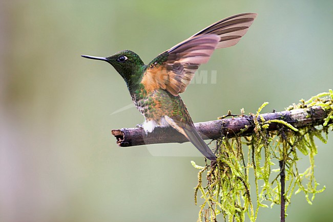 Bruinstaarthoornkolibrie met vleugels wijd; Buff-tailed Coronet spreading wings stock-image by Agami/Marc Guyt,