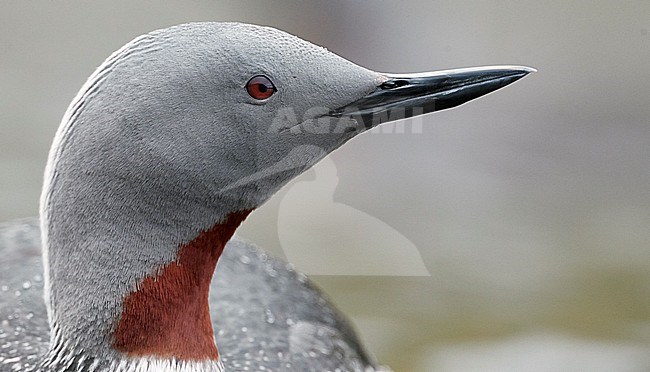Red-throated Diver (Gavia stellata) Iceland June 2019 stock-image by Agami/Markus Varesvuo,