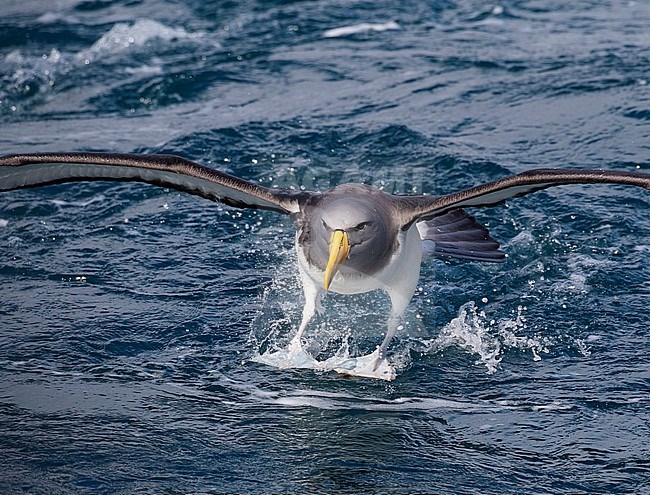 Adult Chatham Albatross (Thalassarche eremita) landing on the ocean near the only colony on The Pyramid off the Chatham Islands, New Zealand. Using its feet as landing gear. stock-image by Agami/Marc Guyt,
