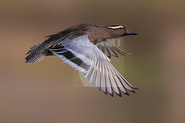Zomertaling mannetje in vlucht; Garganey male in flight stock-image by Agami/Daniele Occhiato,