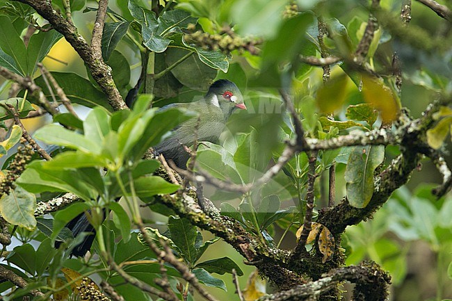 An adult White-cheeked Turaco (Tauraco leucotis, ssp. leucotis) perching on a branch in the thick afro-montane forests of Sheka Biosphere Reserve stock-image by Agami/Mathias Putze,
