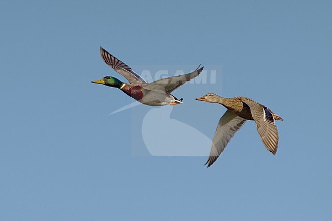 Wilde Eend vliegend; Mallard in flight stock-image by Agami/Daniele Occhiato,