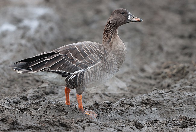 Tundra Bean Goose (Anser serrirostris), adult standing in the mud, seen from the side. stock-image by Agami/Fred Visscher,