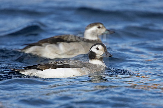 IJseend vrouwtje in water; Long-tailed Duck female in water stock-image by Agami/Markus Varesvuo,