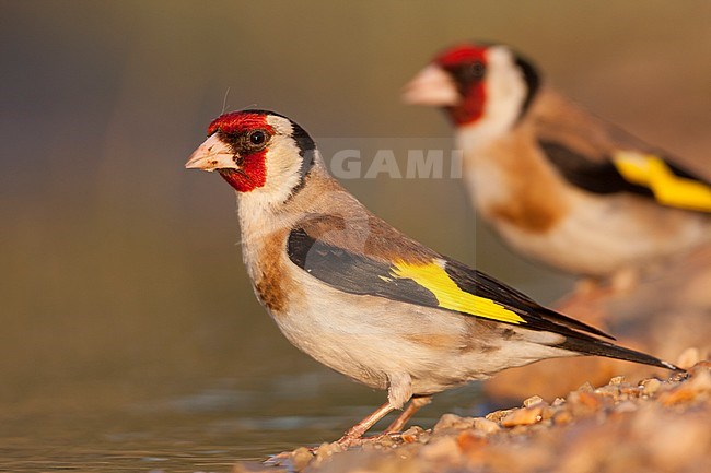 European Goldfinch, Putter,  Carduelis carduelis ssp. balcanica, Croatia, adult male stock-image by Agami/Ralph Martin,