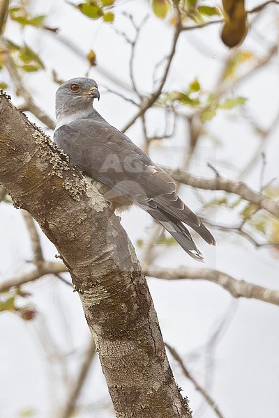 African cuckoo-hawk, or African baza (Aviceda cuculoides) perched in a  tree in Tanzania. stock-image by Agami/Dubi Shapiro,