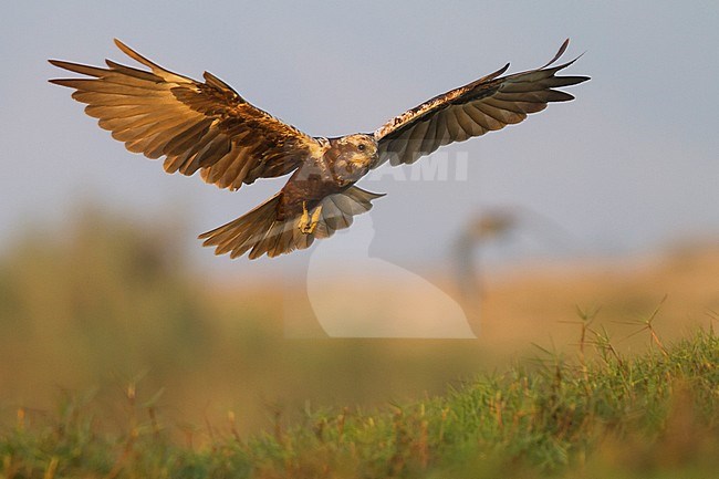 Western Marsh Harrier - Rohrweihe - Circus aeruginosus ssp. aeruginosus, Oman, 2nd cy stock-image by Agami/Ralph Martin,