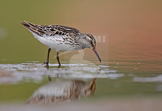 Broad-billed Sandpiper feeding in water Breedbekstrandloper fouragerend in water stock-image by Agami/Markus Varesvuo,