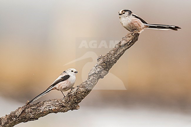 Long-tailed Tits (Aegithalos caudatus) in northern Italy stock-image by Agami/Alain Ghignone,