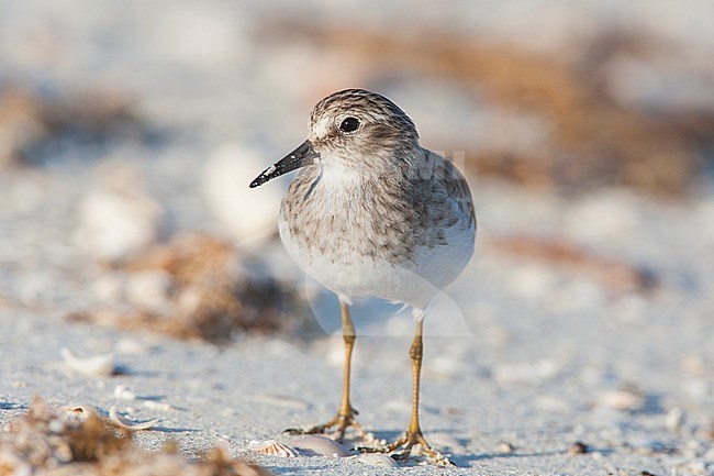 Least Sandpiper, Calidris minutilla stock-image by Agami/Wil Leurs,