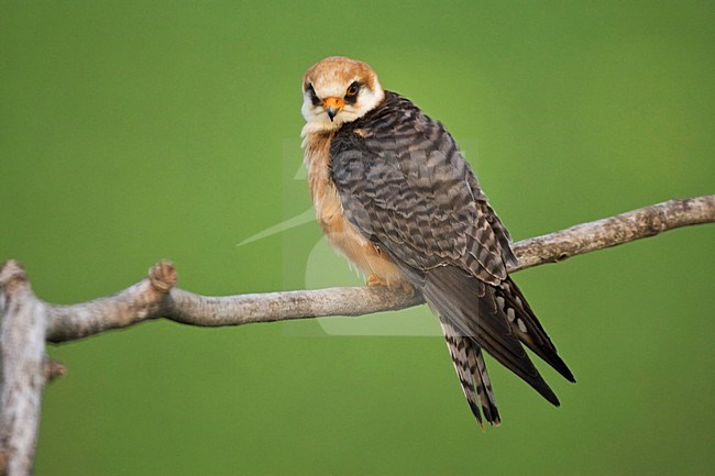 Roodpootvalk, Red-footed Falcon, Falco vespertinus stock-image by Agami/Marc Guyt,