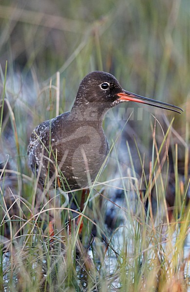 Volwassen Zwarte Ruiter roepend in vennetje; Adult Spotted Redshank calling from marsh stock-image by Agami/Markus Varesvuo,