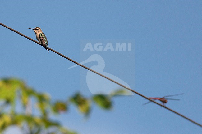 A Bee Hummingbird, the world smallest bird, is seen sitting on a wire with a dragonlfly for comparison. stock-image by Agami/Jacob Garvelink,