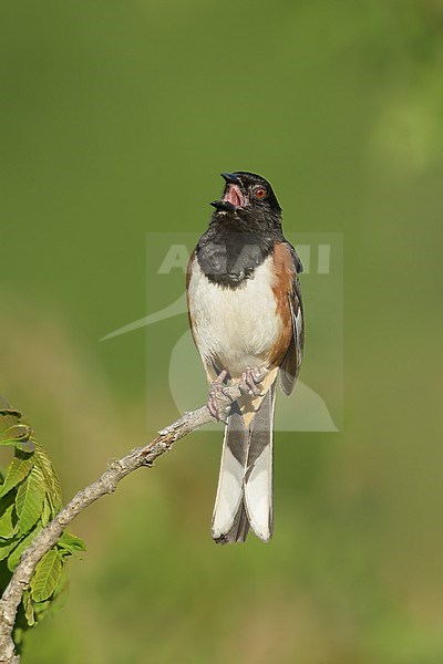 Adult Eastern towhee, Pipilo erythrophthalmus, in the United States. stock-image by Agami/Brian E Small,