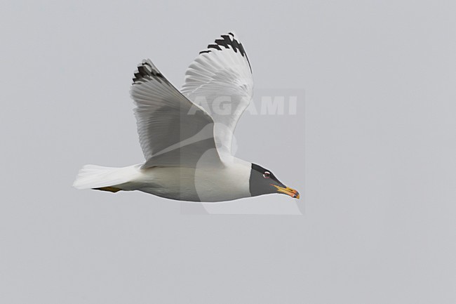 Gabbiano di Pallas; Great Black-headed Gull; Ichthyaetus ichthyaetus stock-image by Agami/Daniele Occhiato,