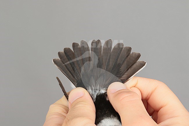 Tail of an adult male Collared Flycatcher (Ficedula albicollis) caught at the Ottenby Bird Observatory ringing station situated at the southern point of the Baltic island Öland in south-east Sweden. stock-image by Agami/Magnus Hellström,