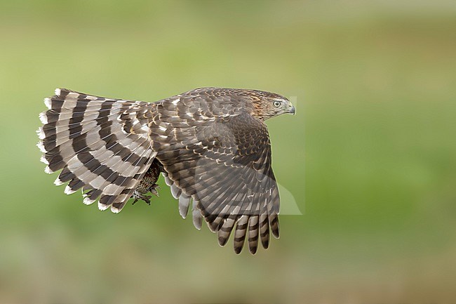 Immature Cooper's Hawk (Accipiter cooperii) in flight over Chambers County, Texas, USA. Seen from the side, flying against a green natural background. stock-image by Agami/Brian E Small,