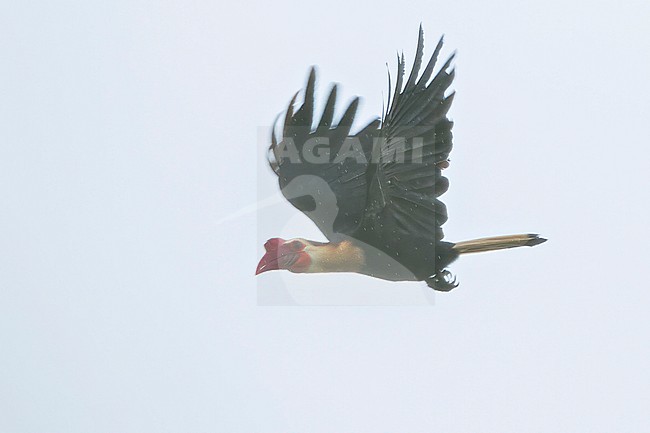 Writhed Hornbill, (Rhabdotorrhinus leucocephalus) in flight in the Philippines stock-image by Agami/Dubi Shapiro,