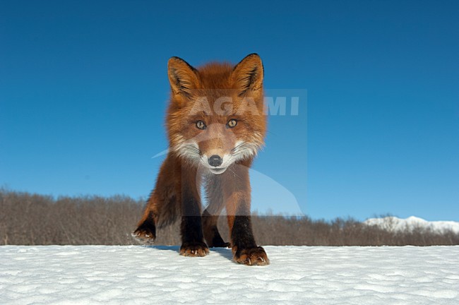 Vos in de sneeuw, Red Fox in the snow stock-image by Agami/Sergey Gorshkov,