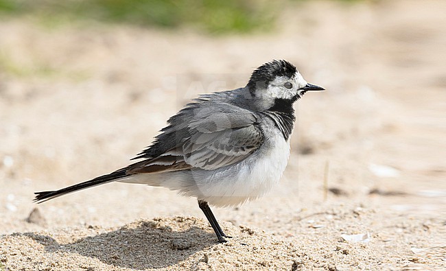 A curious  white wagtail, Motacilla alba, almost walks into the lens stock-image by Agami/Jacob Garvelink,