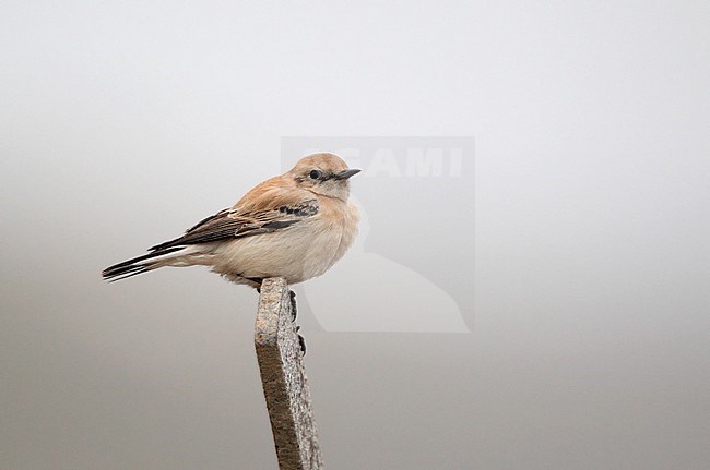 Western Black-eared Wheatear, Oenanthe hispanica (1stW male), Thorsminde Havn, Denmark stock-image by Agami/Helge Sorensen,