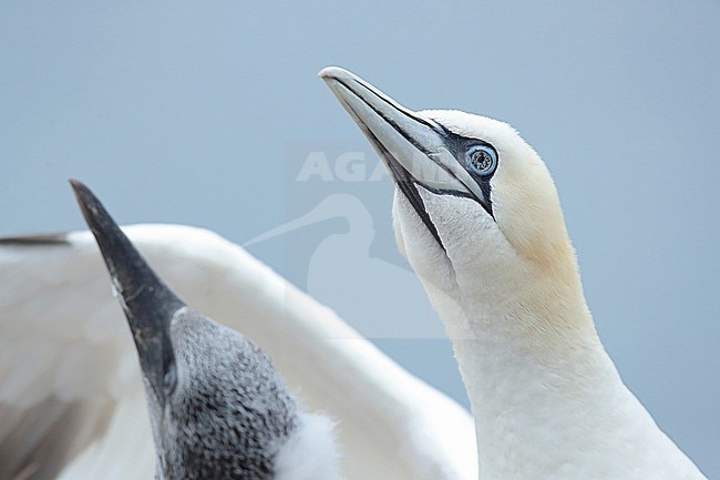 Portrait of an adult Northern Gannet (Morus bassanus) at Helgoland in Germany. Picture was made after the great Avian Influenza outbreak in 2022. The bird shows black spotted eyes probably indicating an infection with Avian Influenza / H5N1. This bird hast still an chick, which hopefully means, both survive the onfection. stock-image by Agami/Mathias Putze,