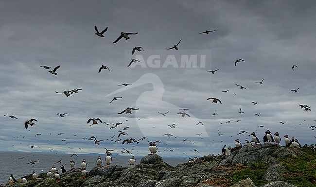 Papegaaiduikers in de vlucht; Atlantic Puffins in flight stock-image by Agami/Danny Green,