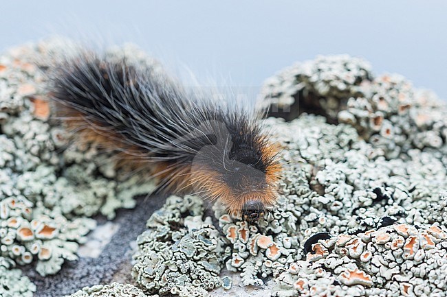 Arctia caja - Garden tiger moth - Braune Bär, Kyrgyzstan, larvae stock-image by Agami/Ralph Martin,