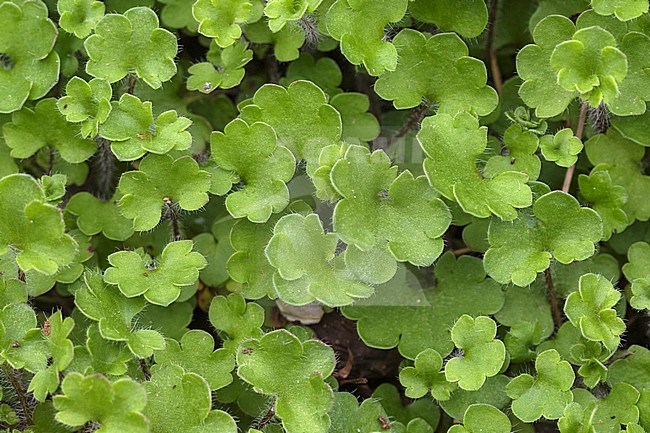 Meadow Saxifrage cultivar leaves stock-image by Agami/Wil Leurs,