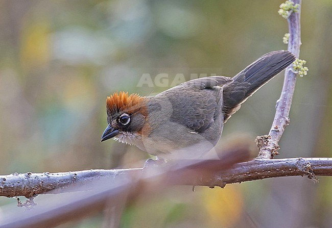 Rusty-crowned Ground Sparrow (Melozone kieneri)  in Western Mexico. stock-image by Agami/Pete Morris,