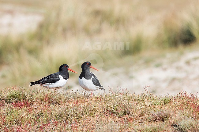 A pair of Eurasian Oystercatchers standing on top of a dune at Texel. stock-image by Agami/Jacob Garvelink,