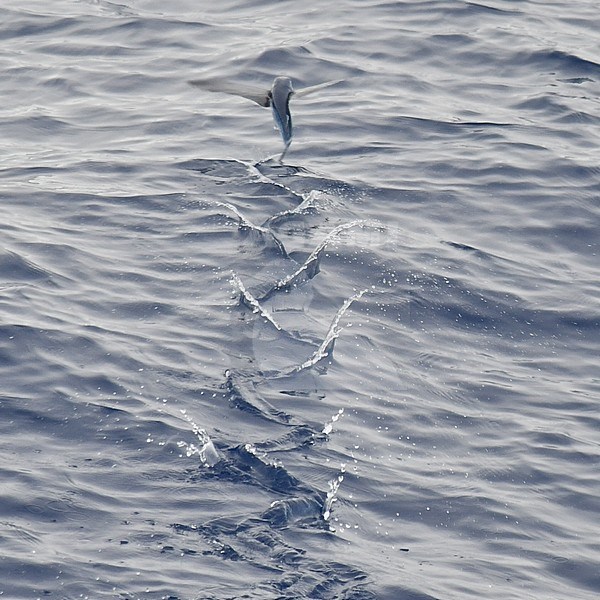 Flying fish species taking off from the ocean surface. stock-image by Agami/Laurens Steijn,