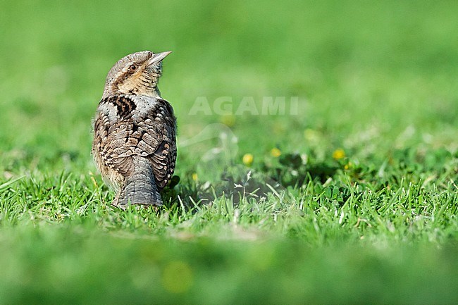 Second year Eurasian Wryneck (Jynx torquilla) foraging on a grassfield in Sde Boker, Israel. stock-image by Agami/Marc Guyt,