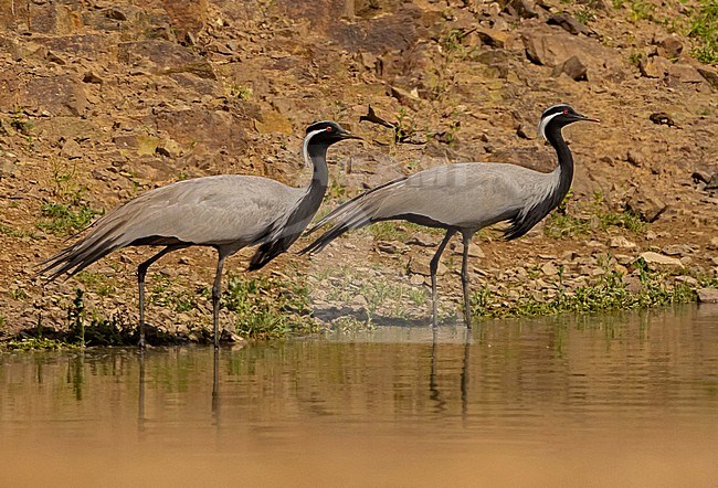 Demoiselle Cranes (Anthropoides virgo) on migration at the Taukum Desert in southern Kazachstan stock-image by Agami/Eduard Sangster,