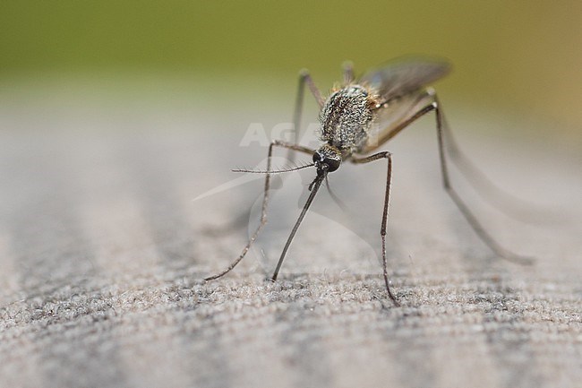 Culex - Mosquito - Stechmücke, Russia, imago stock-image by Agami/Ralph Martin,