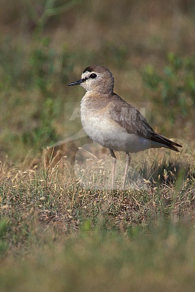 Adult breeding Mountain Plover (Charadrius montanus)
Standing on dry grass field in Weld County, Colorado, United States during summer. stock-image by Agami/Brian E Small,