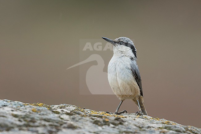 Eastern Rock Nuthatch - Klippenkleiber - Sitta tephronota ssp. tephronota, Kyrgyzstan, adult stock-image by Agami/Ralph Martin,