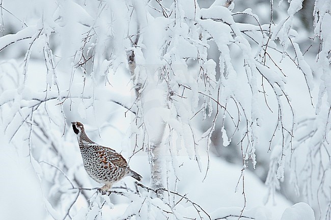 Hazelhoen foeragerend in de sneeuw, Hazel Grouse foraging in the snow stock-image by Agami/Markus Varesvuo,