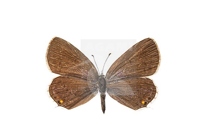 Short-tailed Blue, Cupido argiades stock-image by Agami/Wil Leurs,