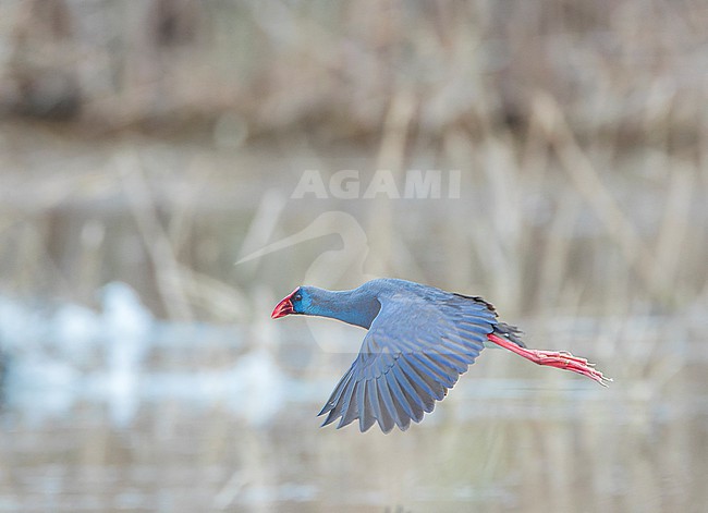 Purple Swamphen, Porphyrio porphyrio, in Spain. stock-image by Agami/Marc Guyt,