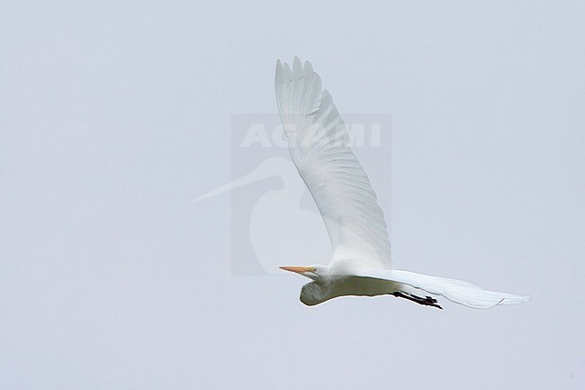 Great White Egret, Ardea alba, on the Azores. Possible American vagrant. stock-image by Agami/Marc Guyt,