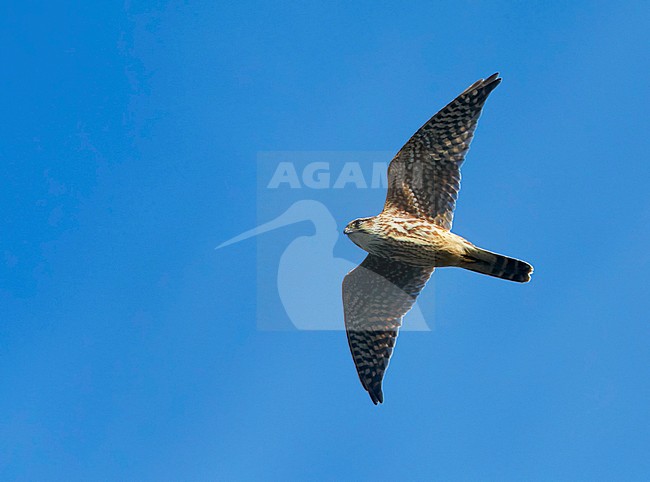 Merlin Finland Ampuhaukka Hanko Falco columbarius stock-image by Agami/Tomi Muukkonen,