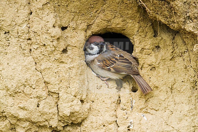 Eurasian Tree Sparrow - Feldsperling - Passer montanus ssp. montanus, adult, Hungary stock-image by Agami/Ralph Martin,