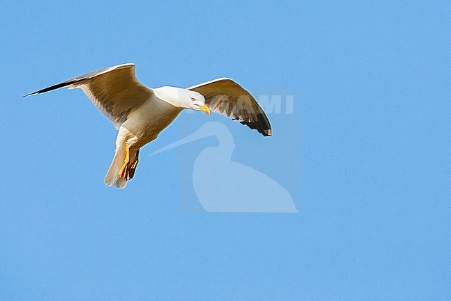 Adult Yellow-legged Gull (Larus michahellis michahellis) in flight against a bright blue sky on Lesvos, Greece. Seen from below. stock-image by Agami/Marc Guyt,
